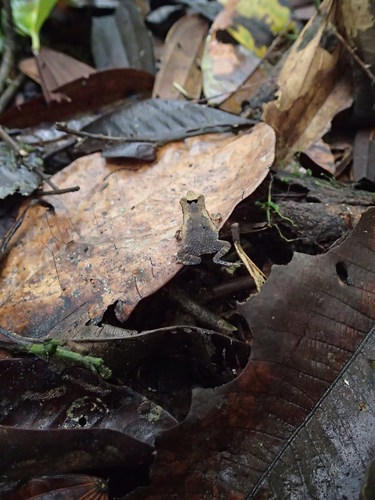 Rhinella margaritifera