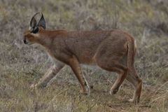 Caracal caracal