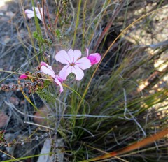 Acmadenia tetragona