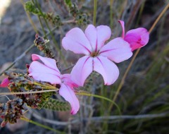 Acmadenia tetragona
