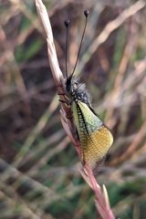 Libelloides baeticus