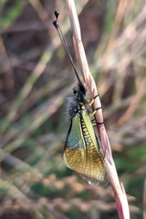 Libelloides baeticus