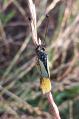 Libelloides baeticus