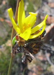 Bobartia macrospatha
