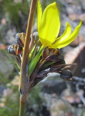 Bobartia macrospatha