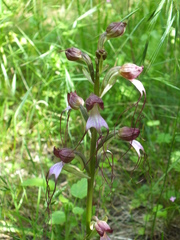 Himantoglossum comperianum