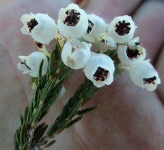Erica lambertii