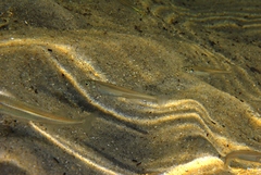 Atherinosoma microstoma