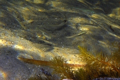 Atheriniformes