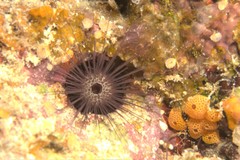 Echinostrephus