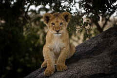 Panthera leo