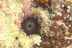 Echinostrephus
