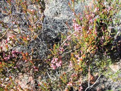 Erica rosacea