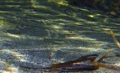 Sillaginodes punctatus