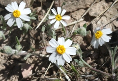 Eriophyllum lanosum