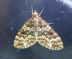 Electrophaes corylata