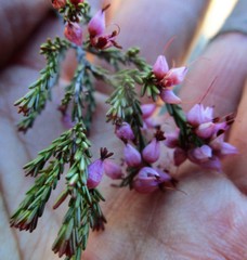 Erica rosacea