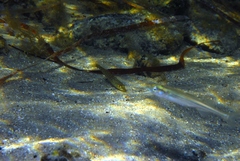 Sillaginodes punctatus