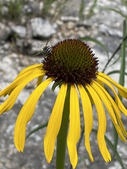 Echinacea paradoxa