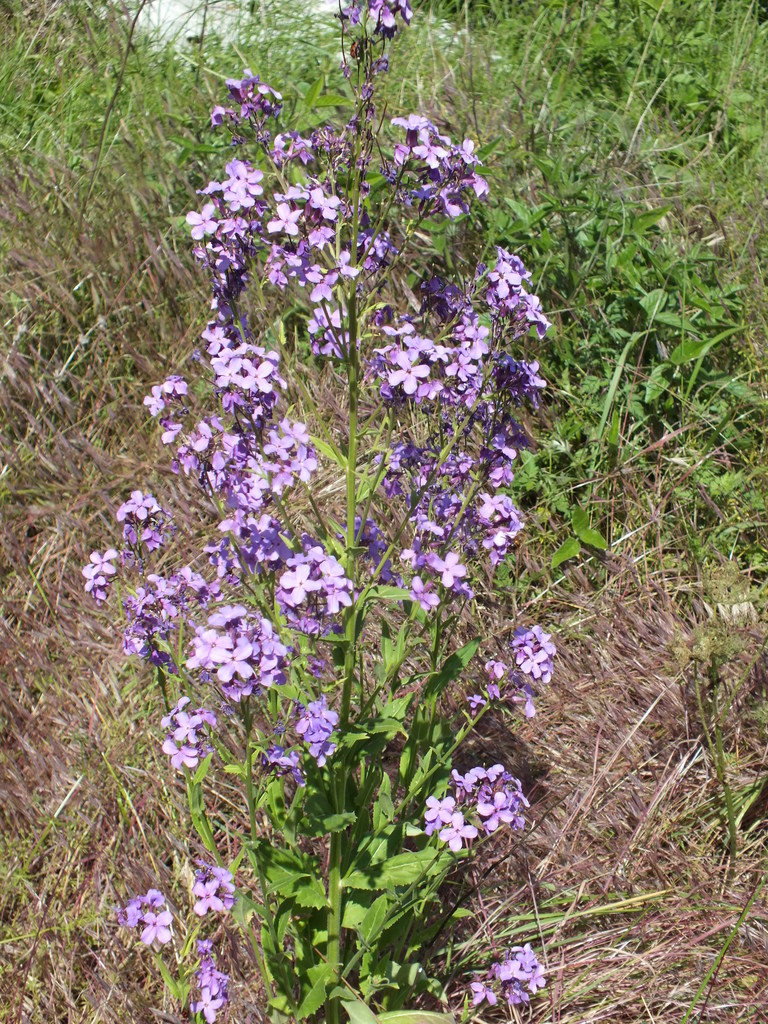 Hesperis pycnotricha