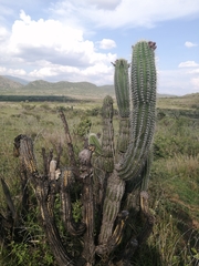 Stenocereus treleasei