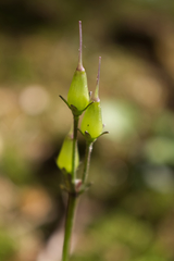 Soldanella montana
