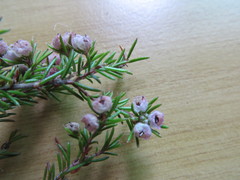 Erica sicifolia