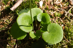 Soldanella montana