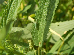 Draeculacephala minerva