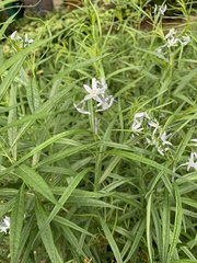 Amsonia illustris