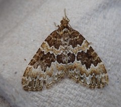 Electrophaes corylata