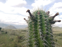 Stenocereus treleasei