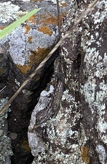 Sceloporus olivaceus