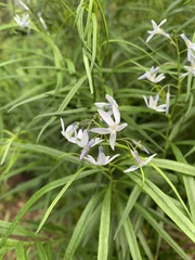 Amsonia illustris
