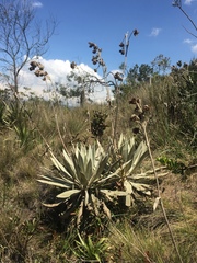 Espeletia grandiflora