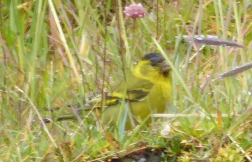 Spinus barbatus