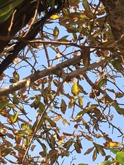 Leptasthenura aegithaloides