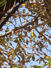 Leptasthenura aegithaloides