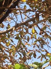 Leptasthenura aegithaloides