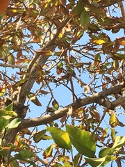 Leptasthenura aegithaloides