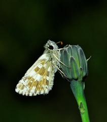 Pyrgus armoricanus