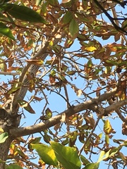 Leptasthenura aegithaloides