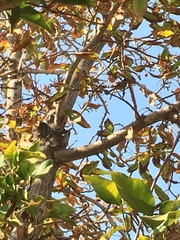 Leptasthenura aegithaloides