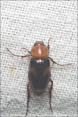 Phyllotocus bimaculatus