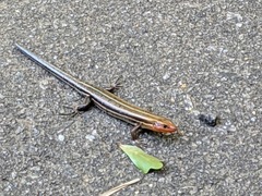 Plestiodon fasciatus