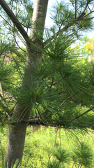 Pinus strobus