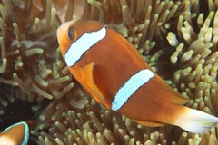 Amphiprion