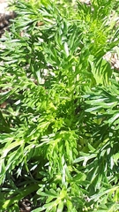 Matricaria discoidea