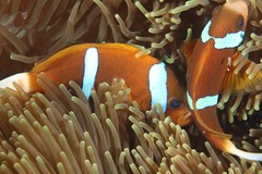Amphiprion