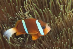 Amphiprion